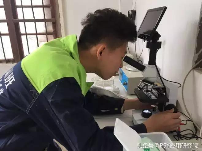 公猪怎样保证精子质量,公猪精子稀释教程