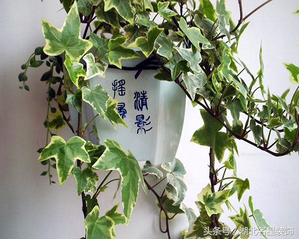 房子装修完用什么绿植除甲醛最好,新房子装修好买什么绿植除甲醛