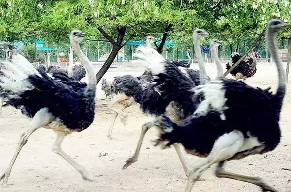 旅游河南推荐中国的迪士尼,河南多少个迪士尼乐园