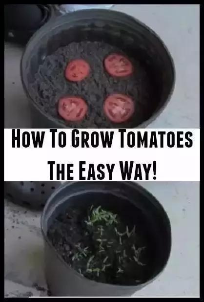 妈！咱家菜园里的鸡蛋发芽了