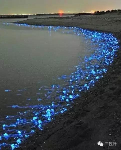 鱿鱼章鱼八爪鱼墨鱼的区别,鱿鱼章鱼乌贼墨鱼哪个好吃