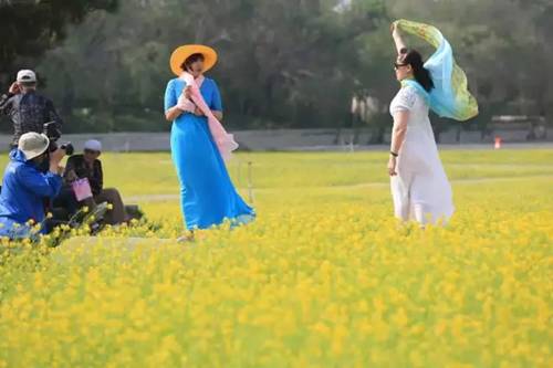 沈阳长白岛油菜花好去处,沈阳北陵区油菜花海