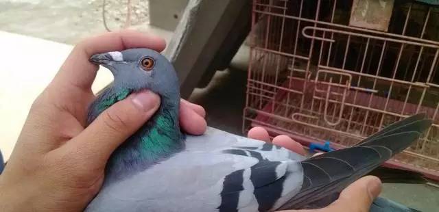 教大家快速准确鉴鸽的小方法,鉴鸽秘诀