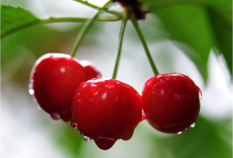 风评|从大樱桃看如何应对国外生鲜电商的必杀技