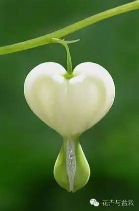 被爱情女神眷顾的植物们,用心感受!