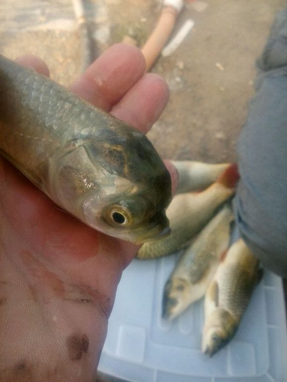 新鱼竿开光广西,新鱼竿开光的好处