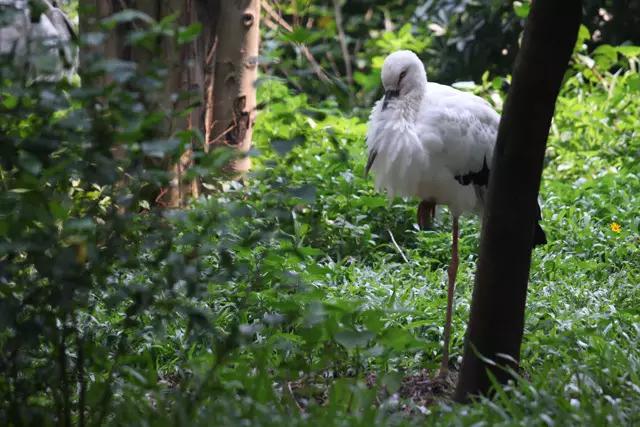 敢不敢来比比鸟？（内含福利）