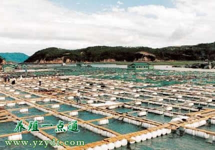 网箱养殖高产技术,网箱养鱼项目介绍