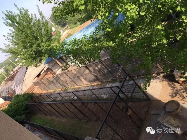 原创丽峰犬舍-VA11小杜的母亲在这里出生