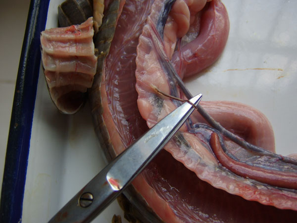 人工养殖蛇可以家养吗,人工喂养的蛇是不是犯法的