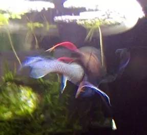 血脉奋“斗”历程--国斗繁殖实录(1)生命的起源