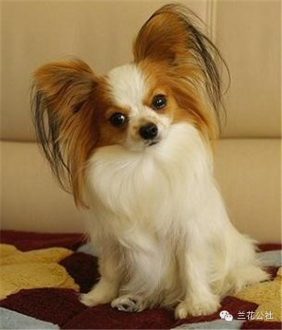 各种狗狗及其身价，狗迷们赶紧收藏起来