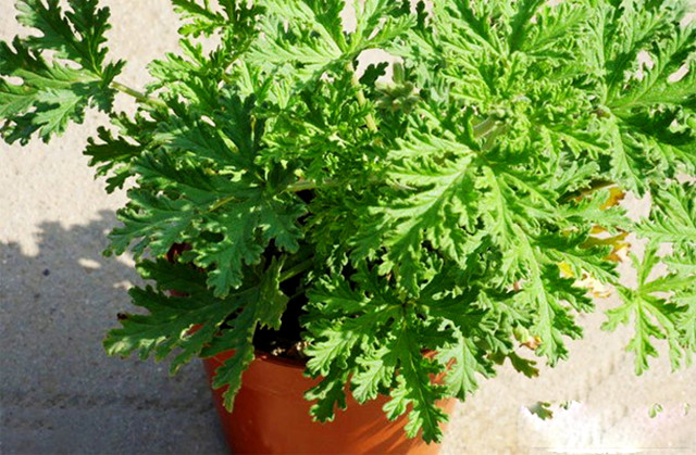 驱蚊虫的正确驱虫方法,驱蚊虫草哪种最好