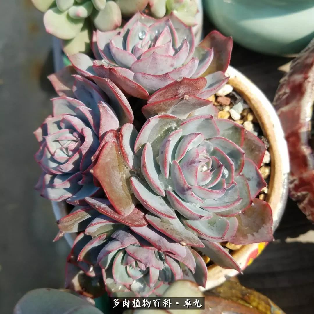 养多肉你遇到的奇葩事,养多肉的男士