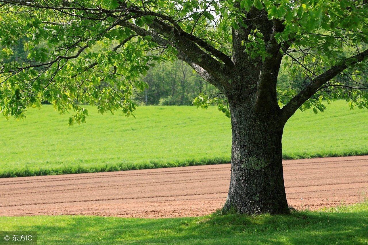 舒婷致橡树原文赏析,舒婷致橡树朗诵及赏析