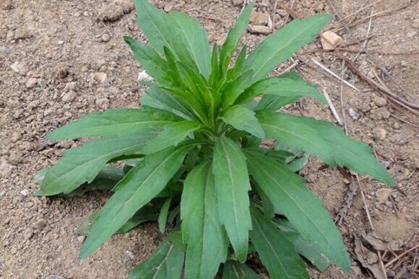 农村常见100种野花图片及名称,农村常见的50种野花名字