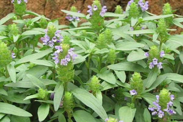 农村常见100种野花图片及名称,农村常见的50种野花名字