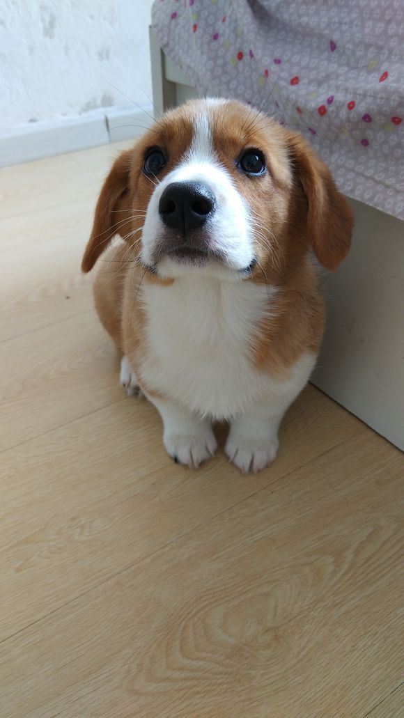 柯基怀孕生了德牧,柯基怀孕快生了被主人送走