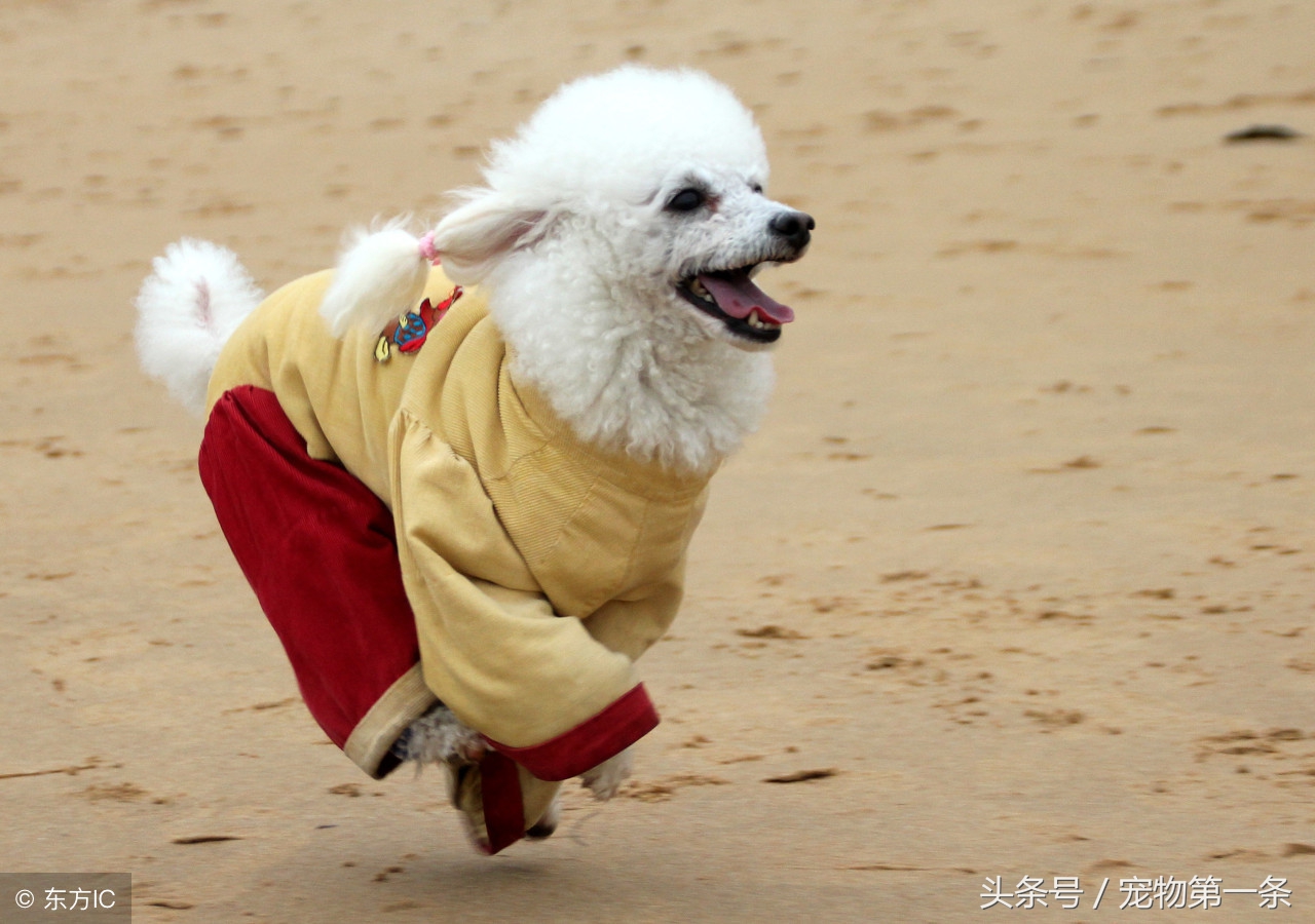 柴犬夏天掉毛严重正常吗,布偶猫夏天掉毛严重怎么办