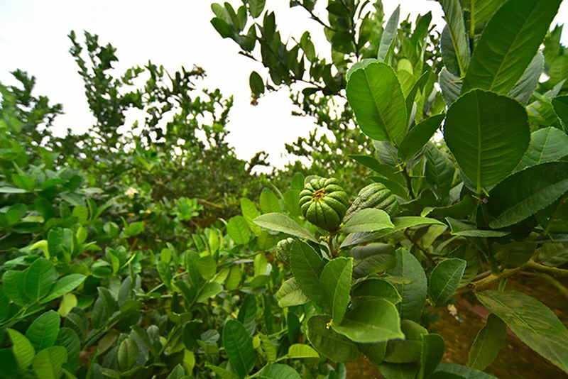 四川南充高坪佛门乡,四川高坪区佛门乡
