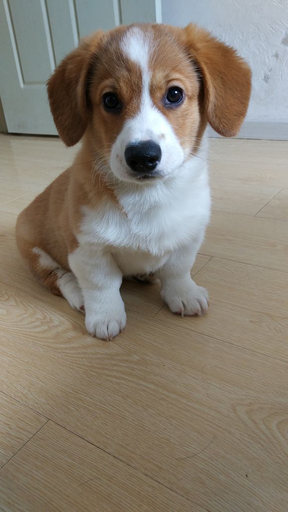 柯基怀孕生了德牧,柯基怀孕快生了被主人送走