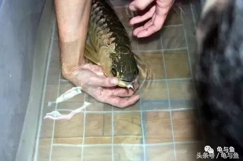 过背金龙鱼成长记录,过背金龙鱼1个月能长多少