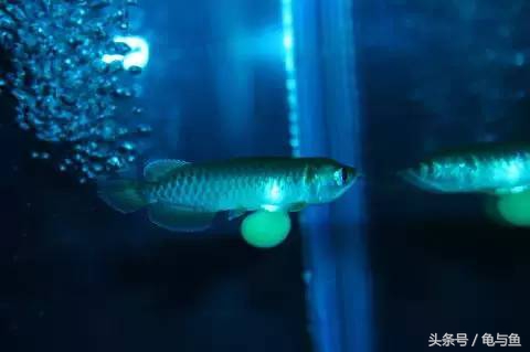 过背金龙鱼成长记录,过背金龙鱼1个月能长多少