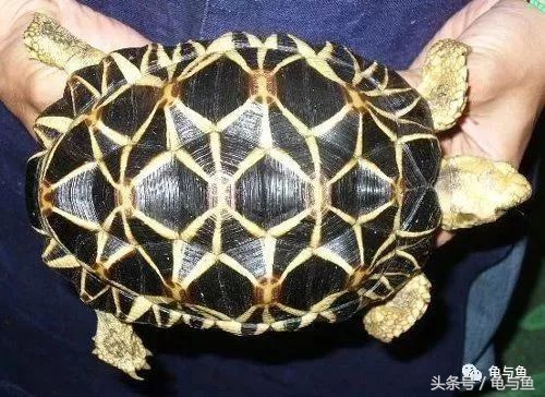 陆龟新手入门教程视频,陆龟蒙诗全集