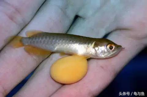 过背金龙鱼成长记录,过背金龙鱼1个月能长多少