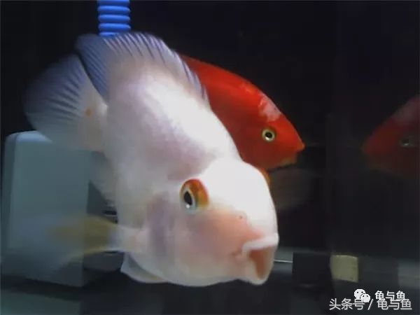 起头鹦鹉鱼介绍,白色鹦鹉鱼和黑白条鹦鹉鱼