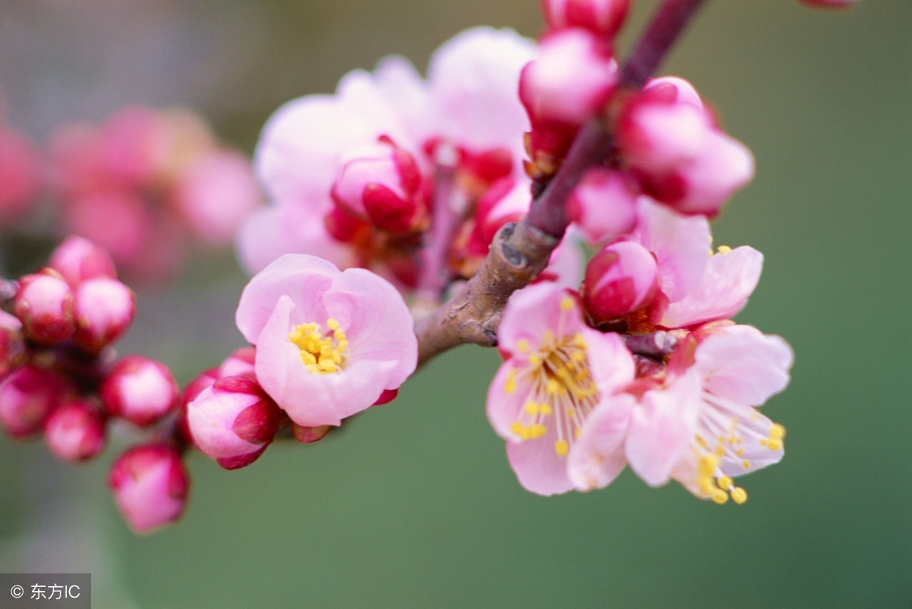 哪些国家的国花是牡丹,为什么中国的国花是牡丹