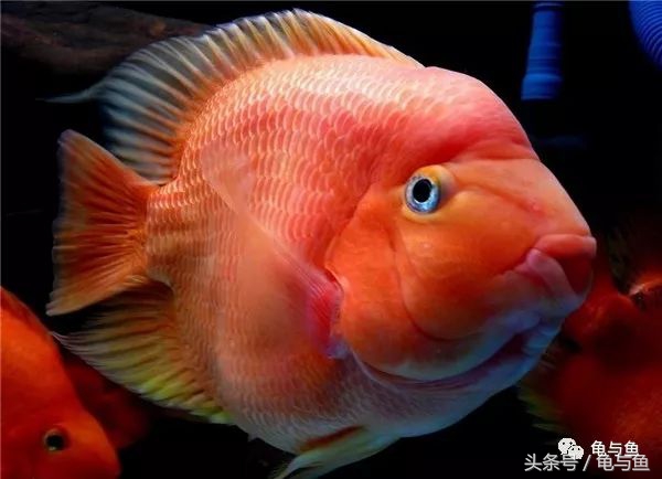 起头鹦鹉鱼介绍,白色鹦鹉鱼和黑白条鹦鹉鱼