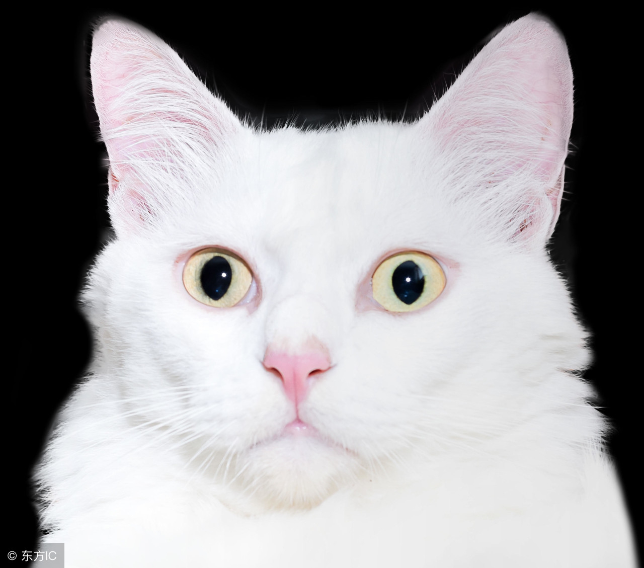 什么情况下给猫咪打疫苗,猫咪疫苗第一针和第二针最长间隔