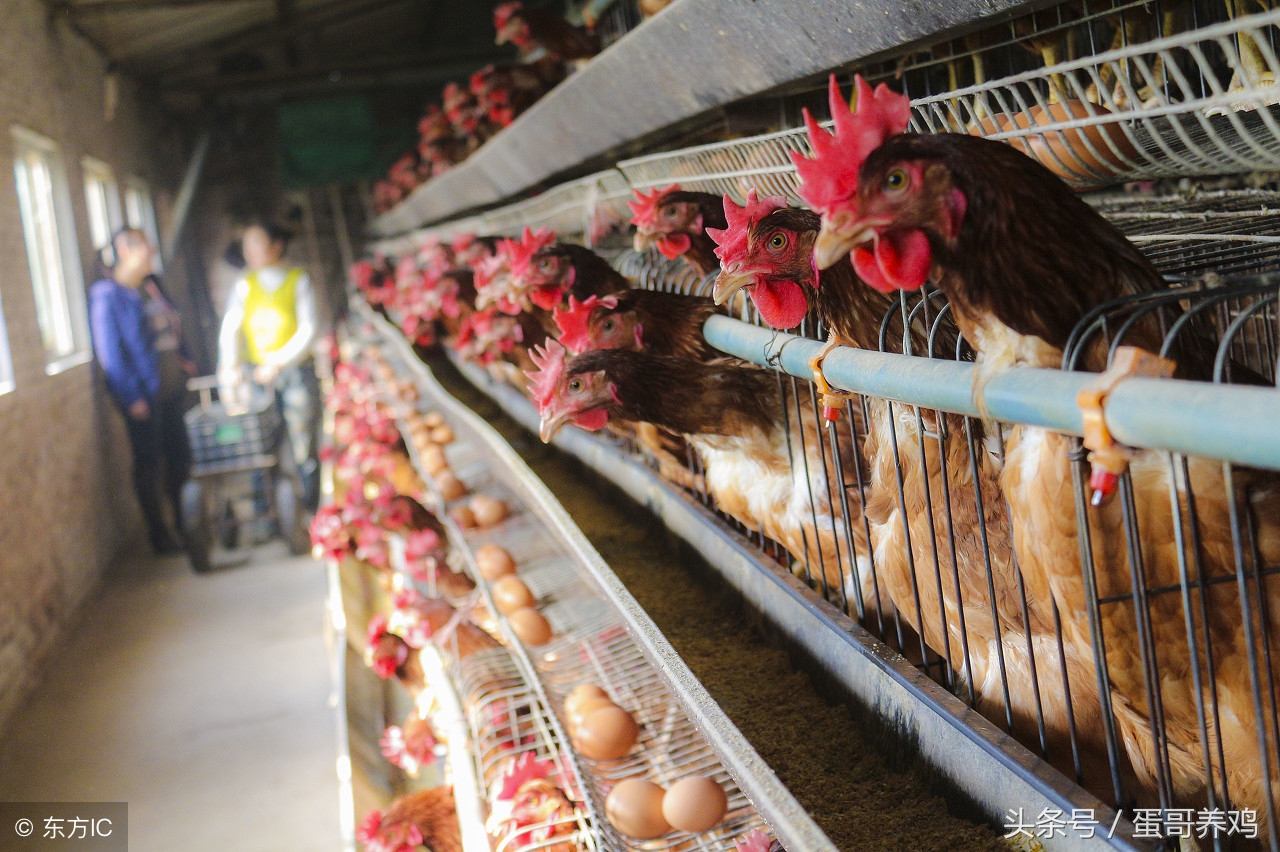 鸡被天气热死了半天还能吃吗,鸡要热死了怎么办