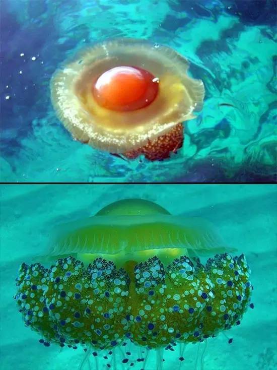 海洋世界里的水母,海洋世界公主