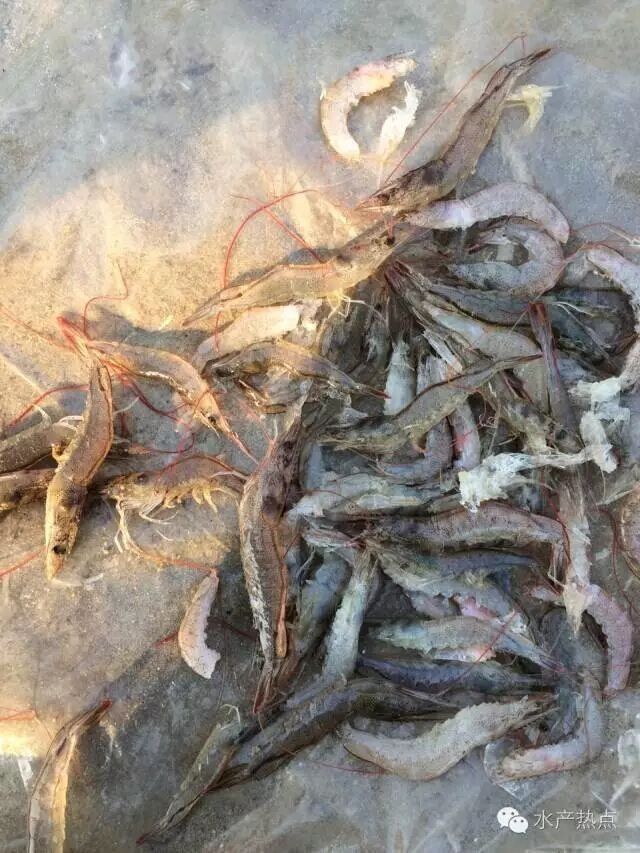 白对虾养殖甲裸藻怎样处理,海水养殖南美白对虾爆发血红裸藻