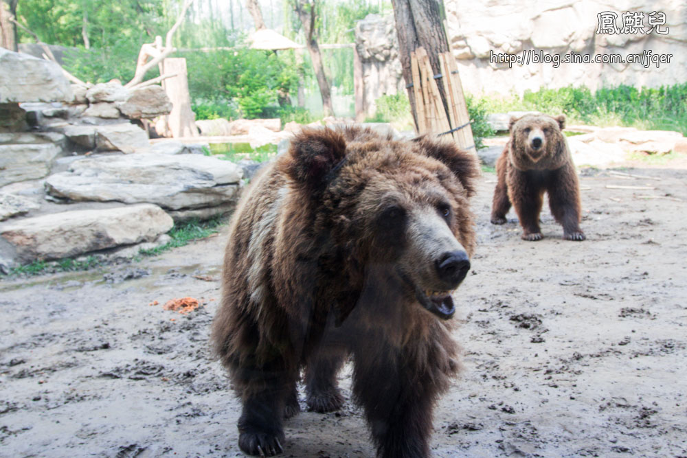 ​[凤麒儿]北京动物园——与动物的亲密接触