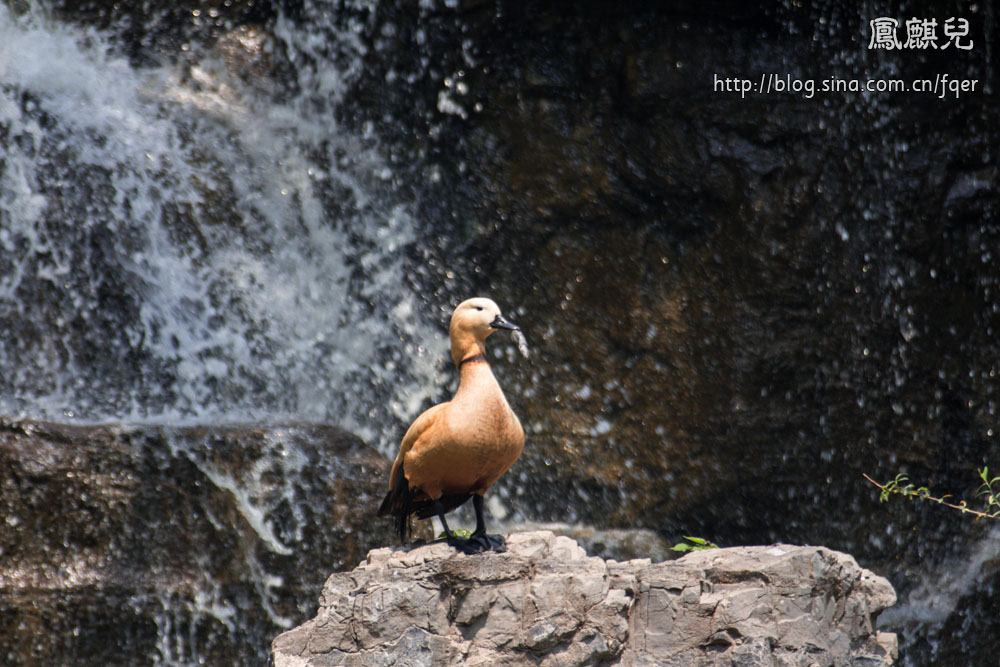 ​[凤麒儿]北京动物园——与动物的亲密接触
