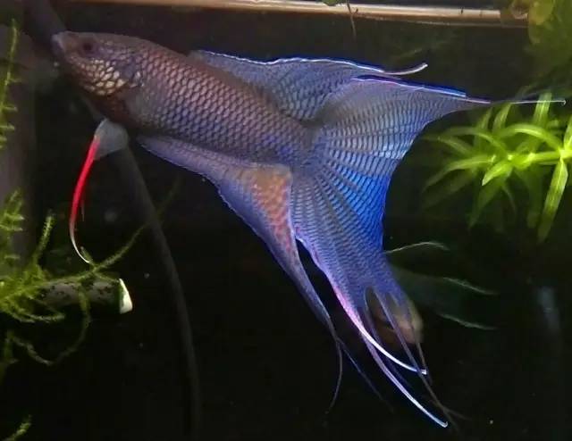 血脉奋“斗”历程--国斗繁殖实录(1)生命的起源