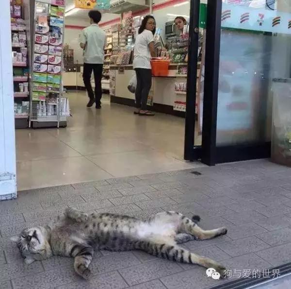 PO!闻主人臭脚狗狗转头作呕外国情侣办婚礼请1000只喵星