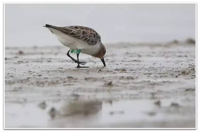 以观鸟为事业，多美好的匠人！||朋友日