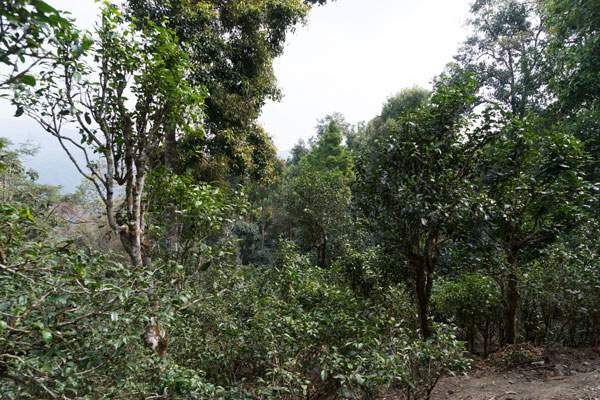 齐白石茶,齐白石茶叶作品