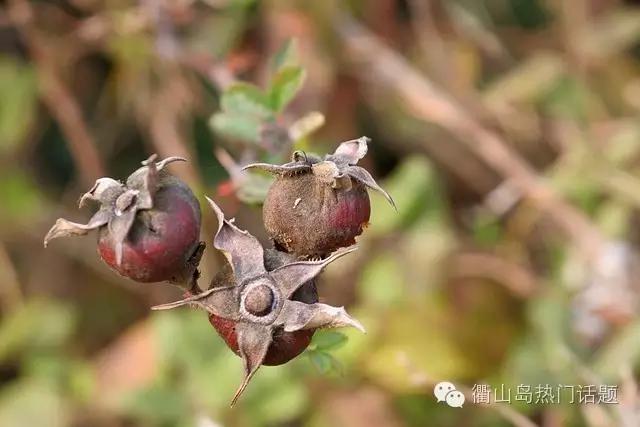 作家笔下的乡土情怀,作家写的乡思