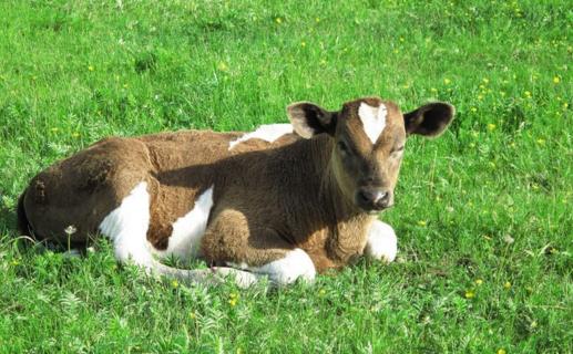 犊牛腹泻致死是什么原因,犊牛拉稀都是什么原因引起的