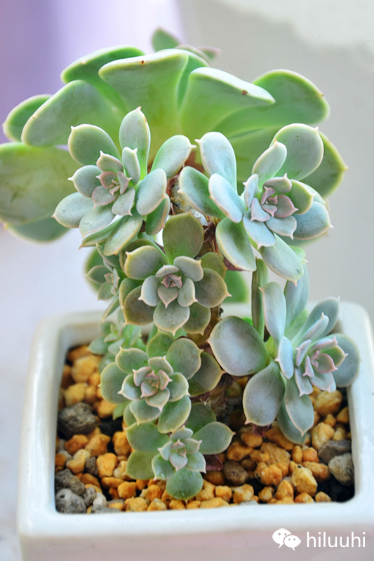 不小心把多肉弄松了怎么办,多肉长得不好看怎么矫正