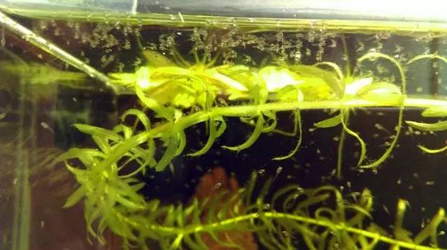 血脉奋“斗”历程--国斗繁殖实录(1)生命的起源