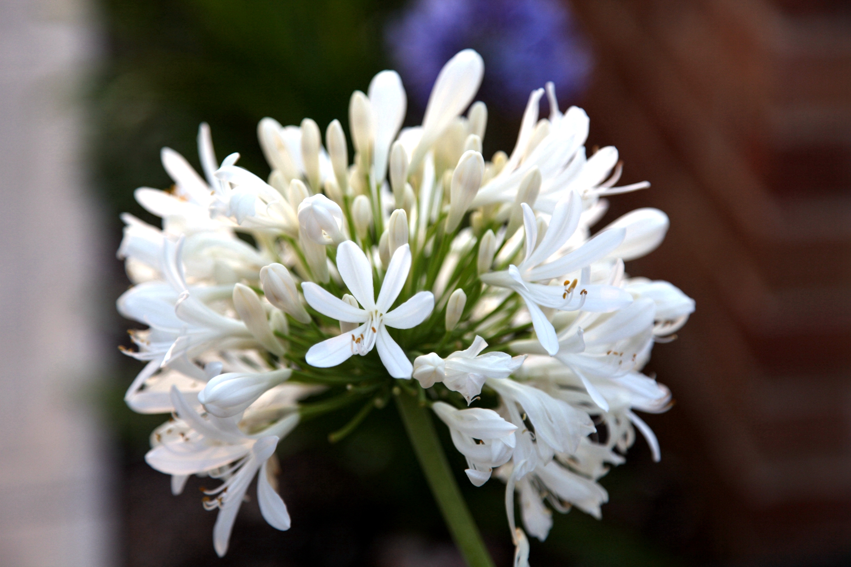 兰花玉肌翠骨、纯朴雅丽。