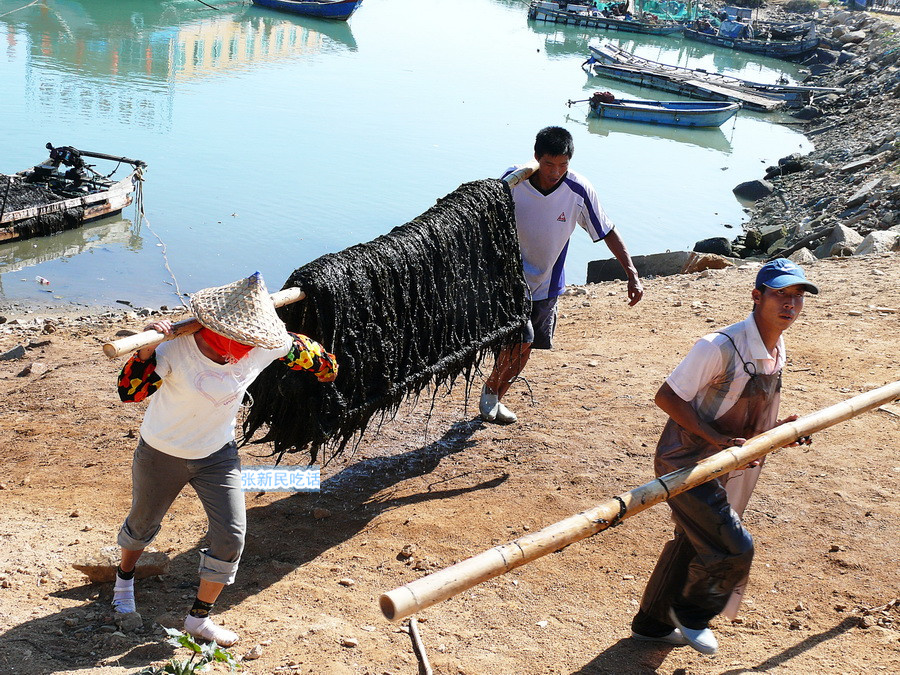紫菜堪称海藻之王，但潮汕人为什么要说“浪险过打紫菜”呢？
