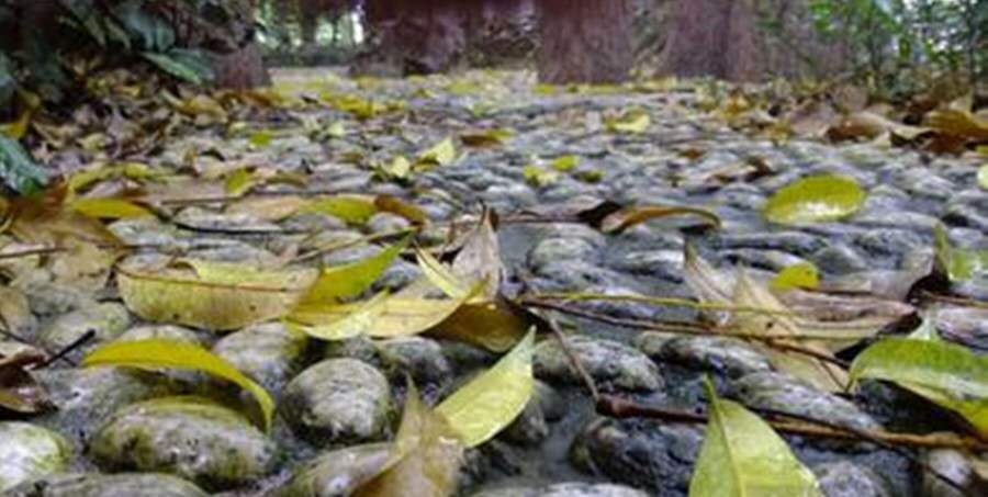 有一个呆萌的女生,大学里的可爱憨憨女孩