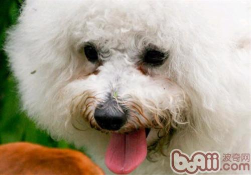 去除狗狗泪痕方法,狗狗泪痕怎么能彻底去掉